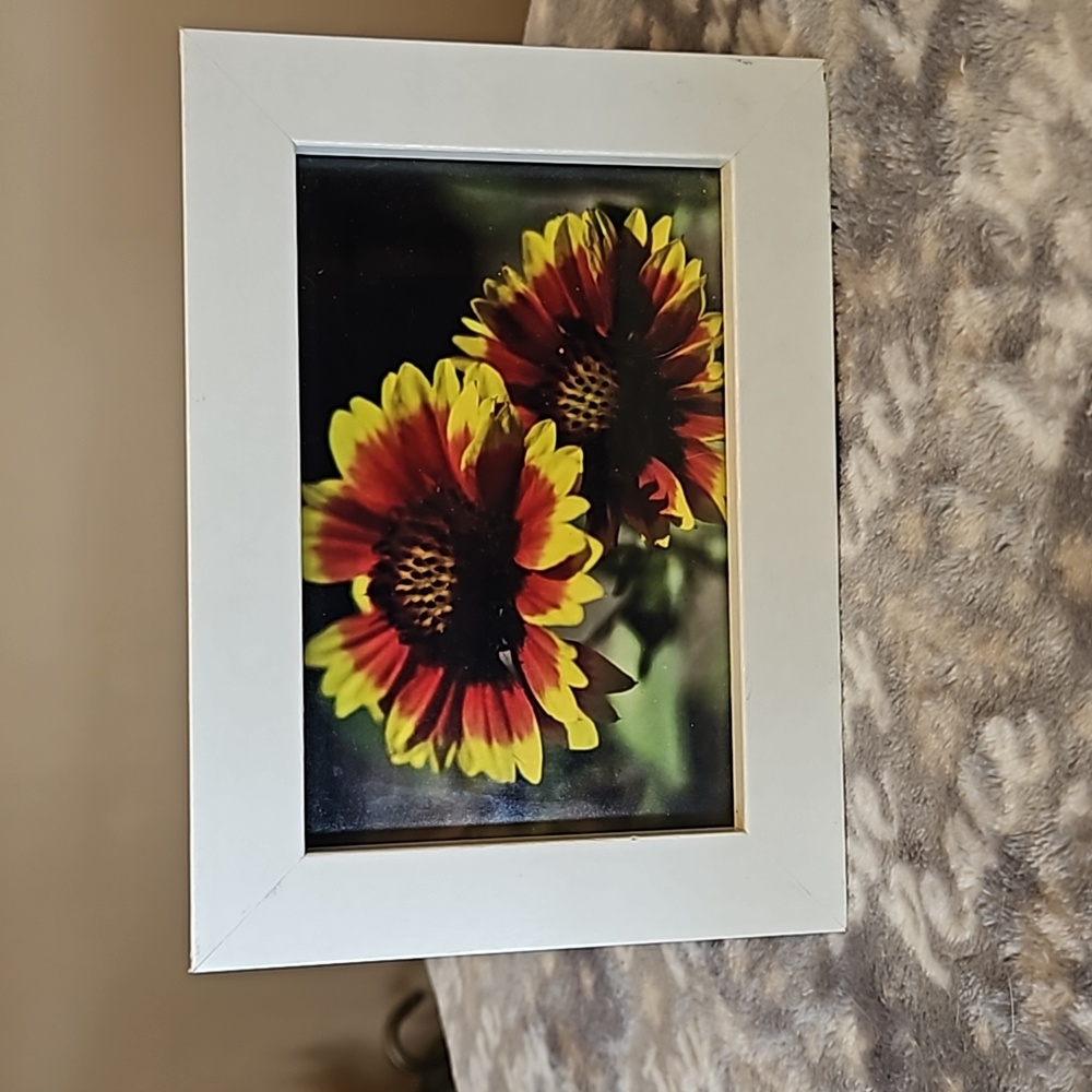 5" x 7"  Flower photo in frame